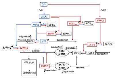 A Computational Model for the Cold Response Pathway in Plants